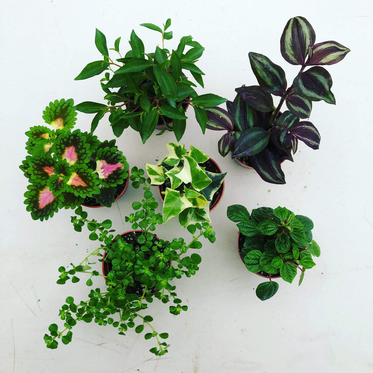 Foliage gift box, 6 pack of assorted houseplants