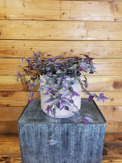 Tahitian Bridal Veil (Gibasis) in a 6-inch pot