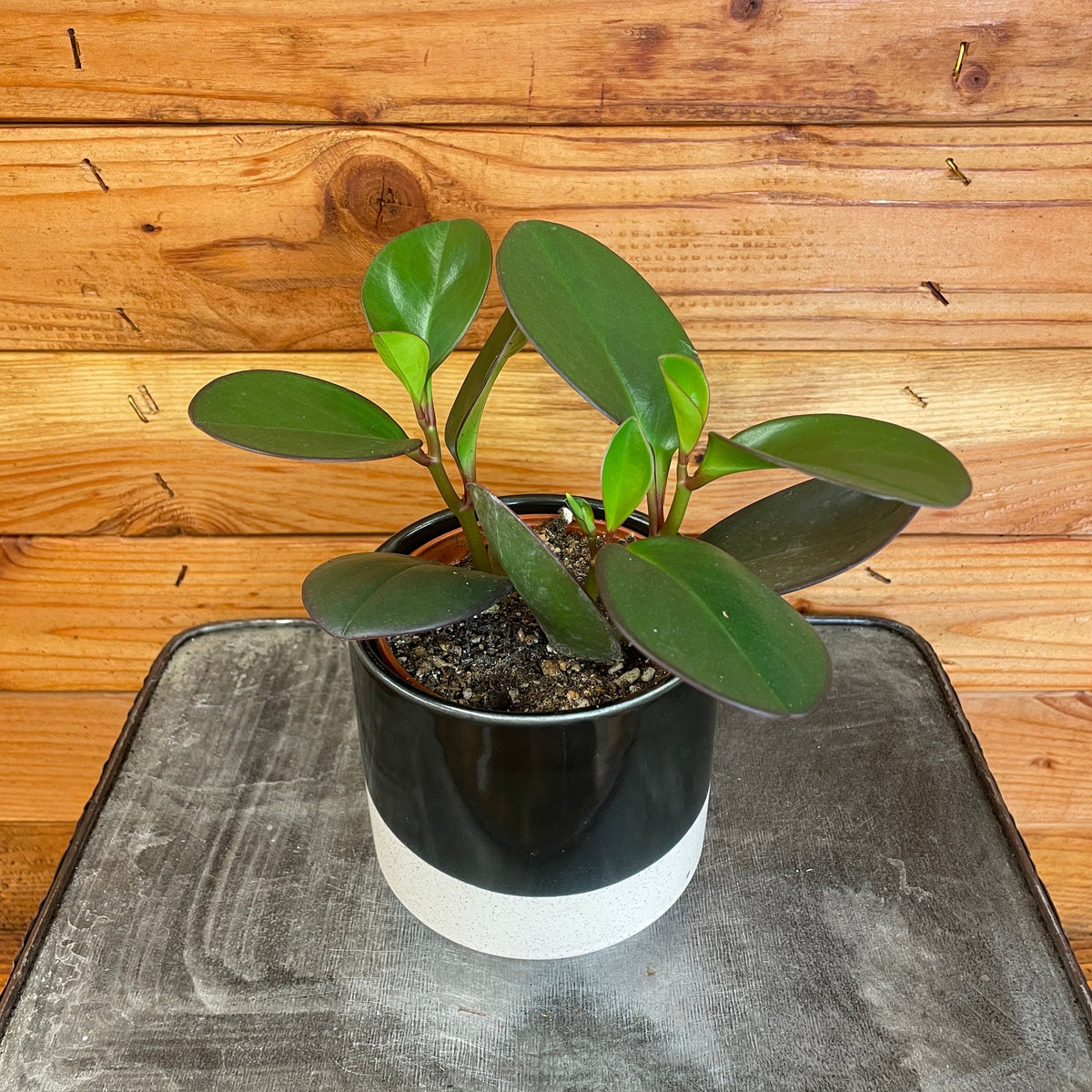 Peperomia Obtusifolia Red Margins, 4-Inch Live Plant