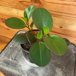 Peperomia Obtusifolia Red Margins, 4-Inch Live Plant