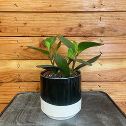 Peperomia Obtusifolia Red Margins, 4-Inch Live Plant