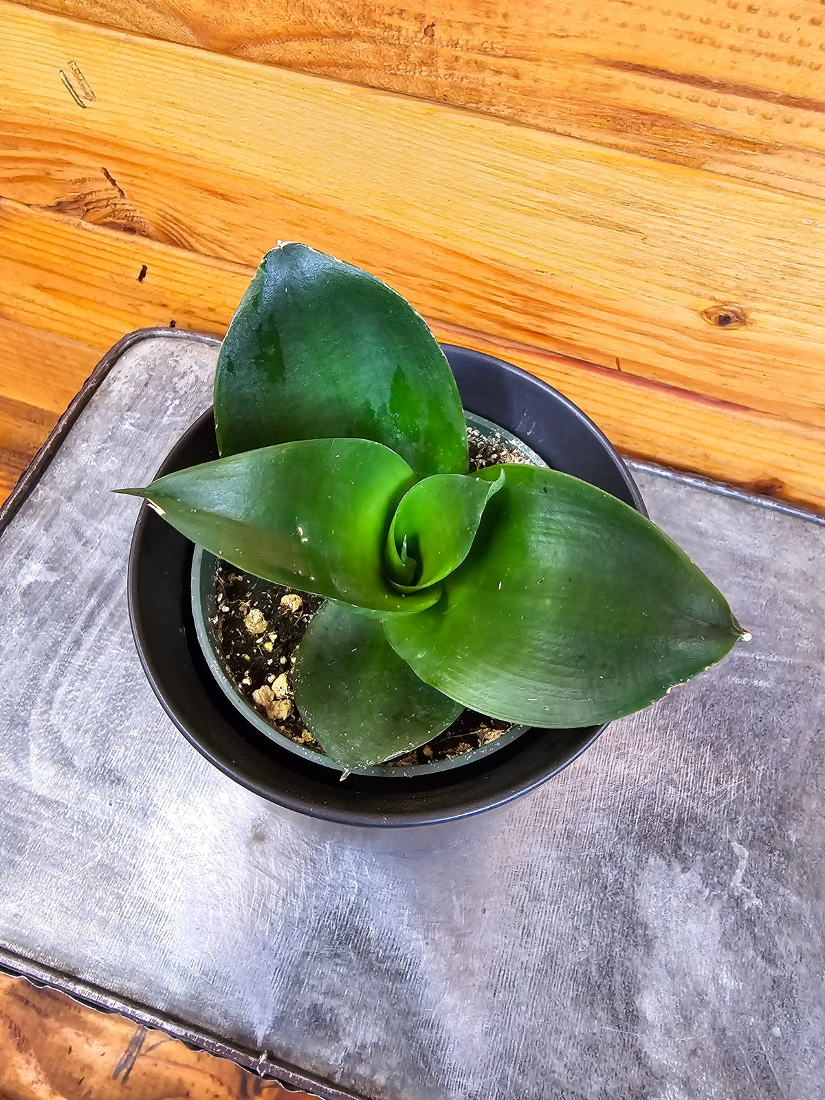 Black Jade Hahnii snake plant in a 4-inch pot