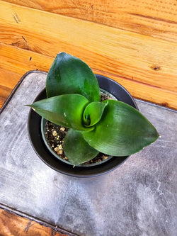 Black Jade Hahnii snake plant in a 4-inch pot