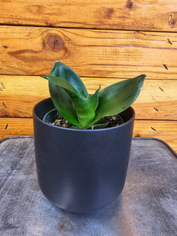 Black Jade Hahnii snake plant leaves