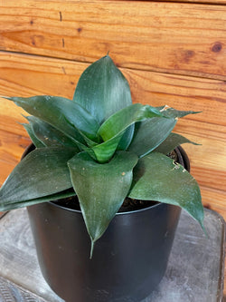 Black Jade Hahnii snake plant in a 6-inch pot
