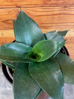 Black Jade Hahnii snake plant detail