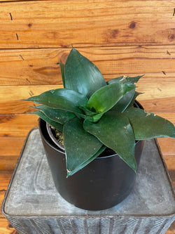 Black Jade Hahnii snake plant houseplant