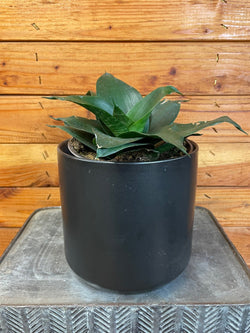 Black Jade Hahnii snake plant leaves