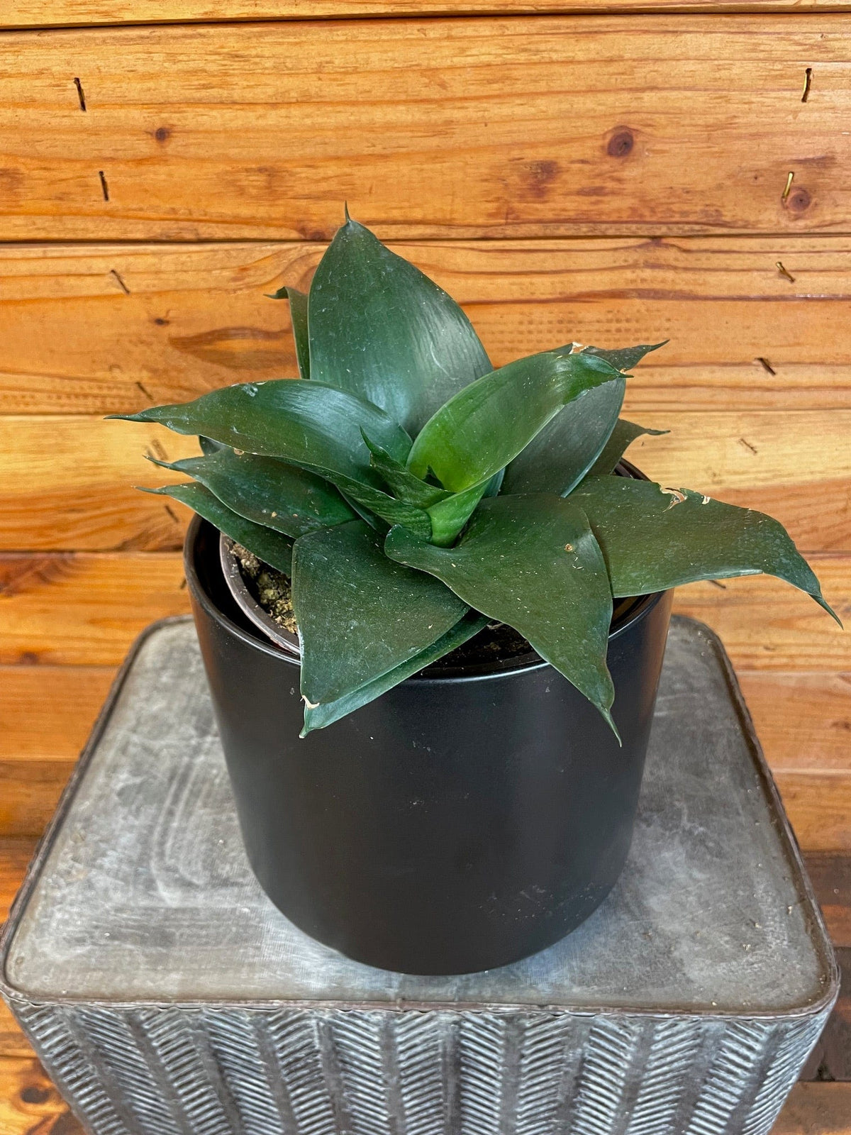 Black Jade Hahnii snake plant in a 6-inch pot