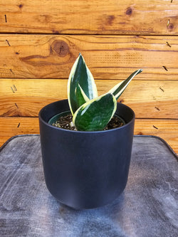 Jade Pagoda Hahnii snake plant leaves with yellow margins