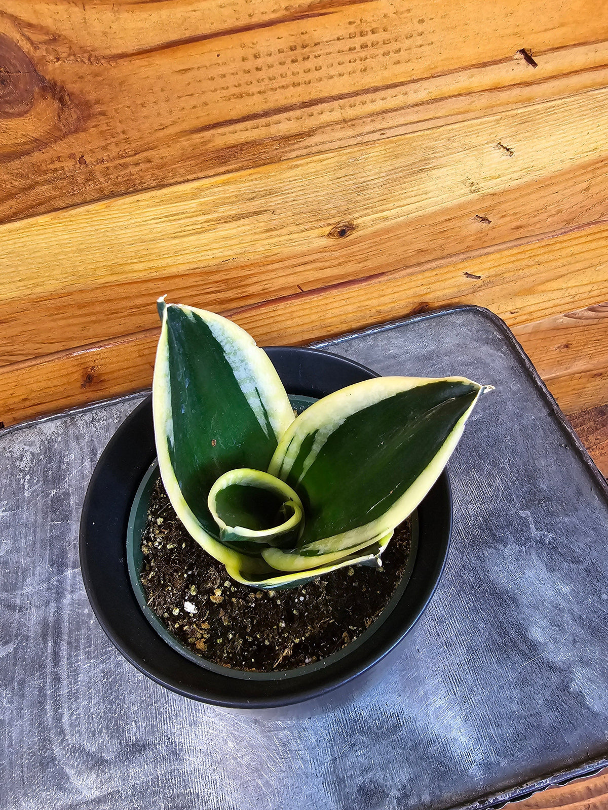 Jade Pagoda Hahnii snake plant in a 4-inch pot