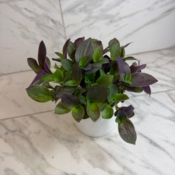 Teddy Bear Vine (Tradescantia sillamontana) plant in a 6-inch pot