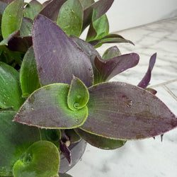 Teddy Bear Vine (Tradescantia sillamontana) houseplant in a 6-inch pot