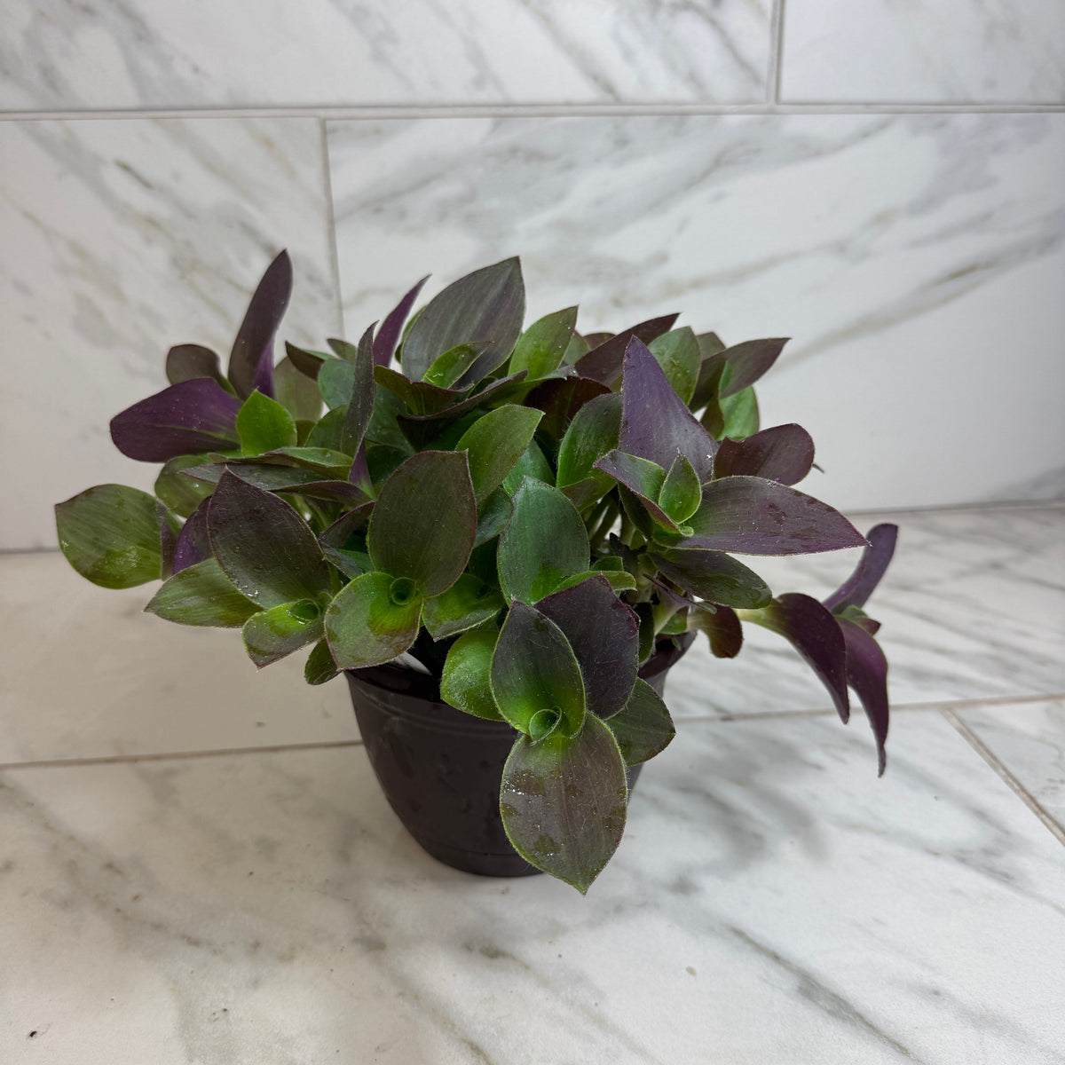 Teddy Bear Vine (Tradescantia sillamontana) with fuzzy leaves in a 6-inch pot