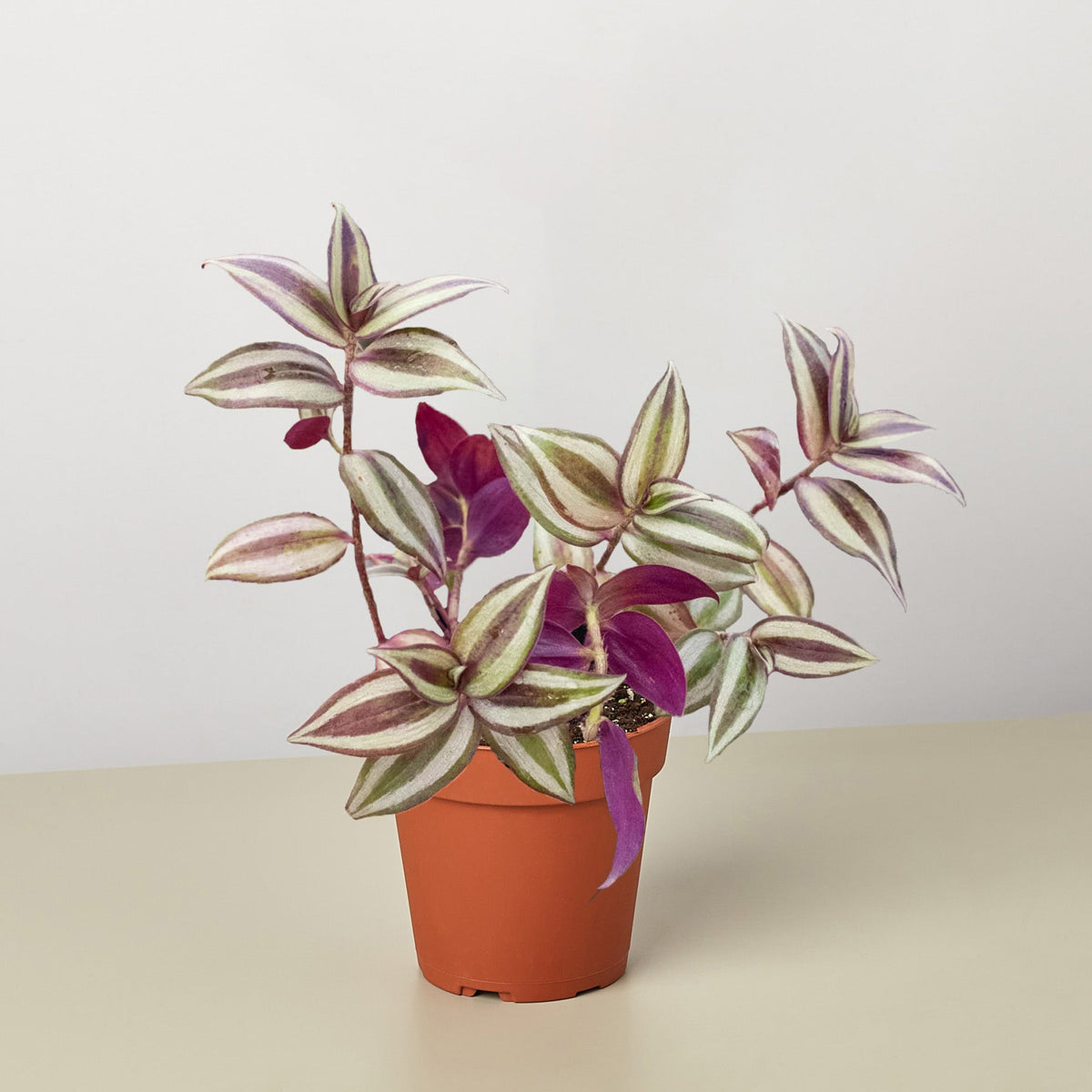 Tradescantia Zebrina trailing houseplant in 4 inch nursery pot on neutral studio background