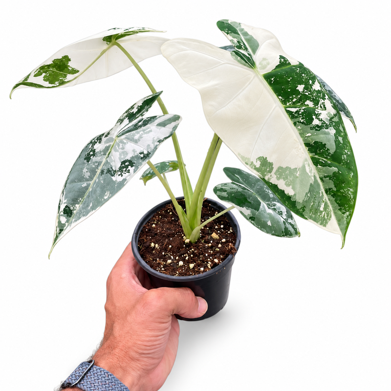 Variegated Alocasia 'Frydek' (Alocasia micholitziana)