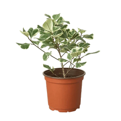 Variegated Triangularis Rubber Plant (Ficus triangularis variegata)