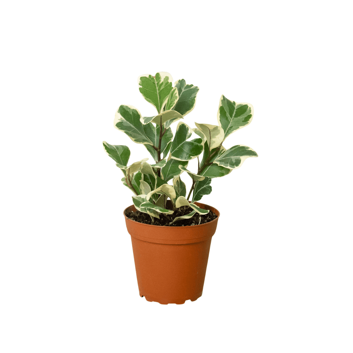Variegated Triangularis Rubber Plant (Ficus triangularis variegata)
