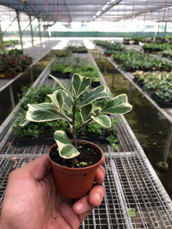 Variegated Triangularis Rubber Plant (Ficus triangularis variegata)