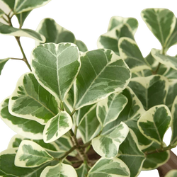 Variegated Triangularis Rubber Plant (Ficus triangularis variegata)