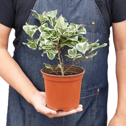 Variegated Triangularis Rubber Plant (Ficus triangularis variegata)