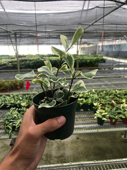 Variegated Triangularis Rubber Plant (Ficus triangularis variegata)