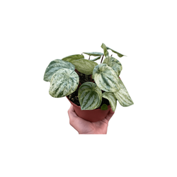 Variegated Watermelon Peperomia (Peperomia argyreia)