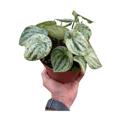 Variegated Watermelon Peperomia (Peperomia argyreia)