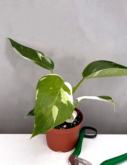 White Princess Philodendron in 4 inch nursery grow pot on neutral background
