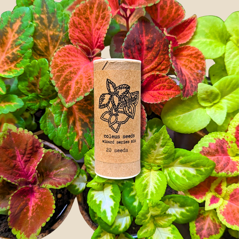 Wizard Mix Coleus Seeds
