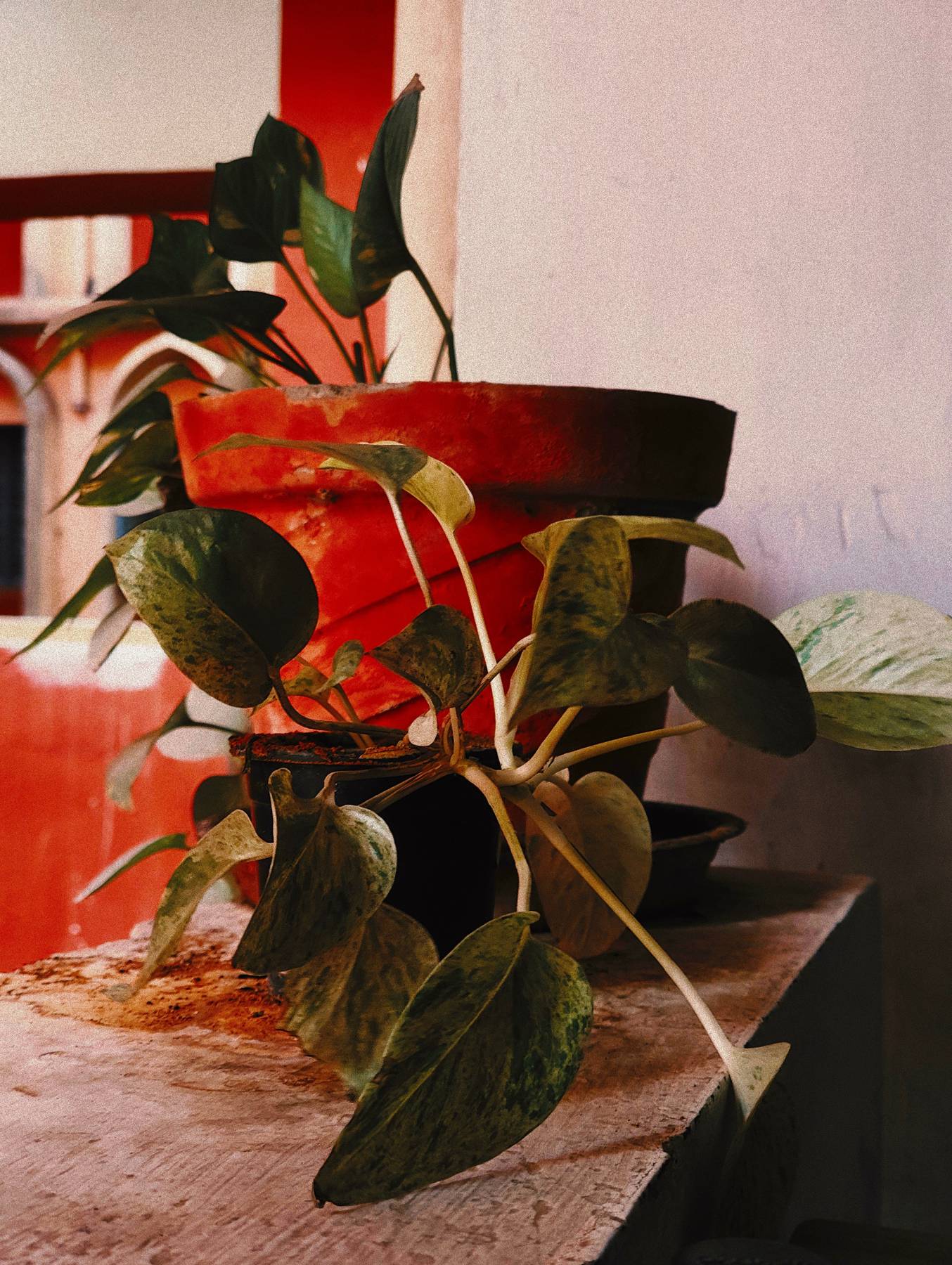 Golden Pothos
