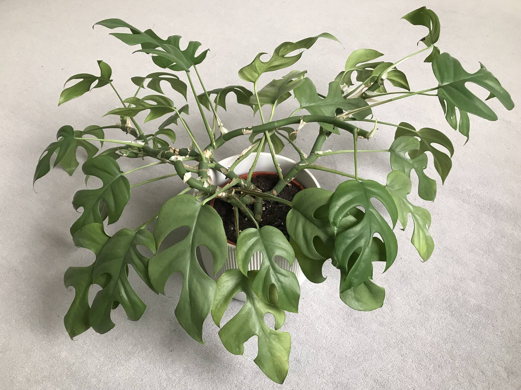 Mini Monstera