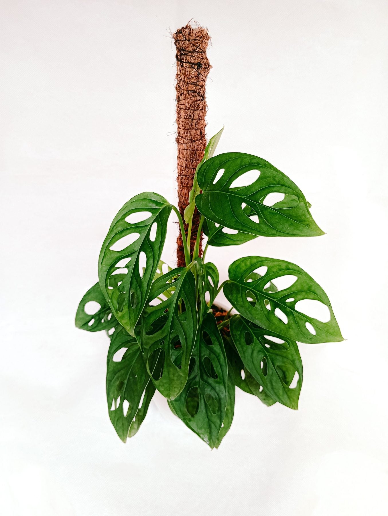 Monstera Adansonii