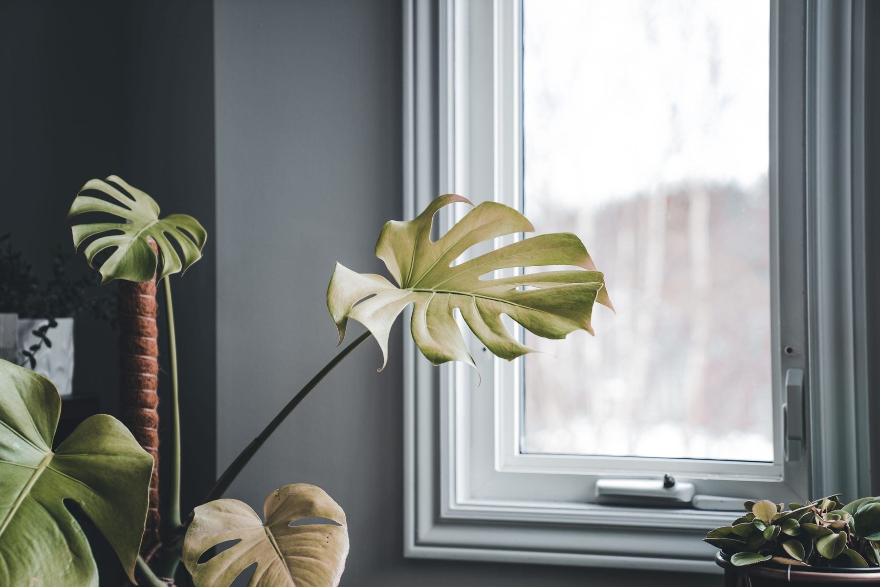 Monstera Deliciosa