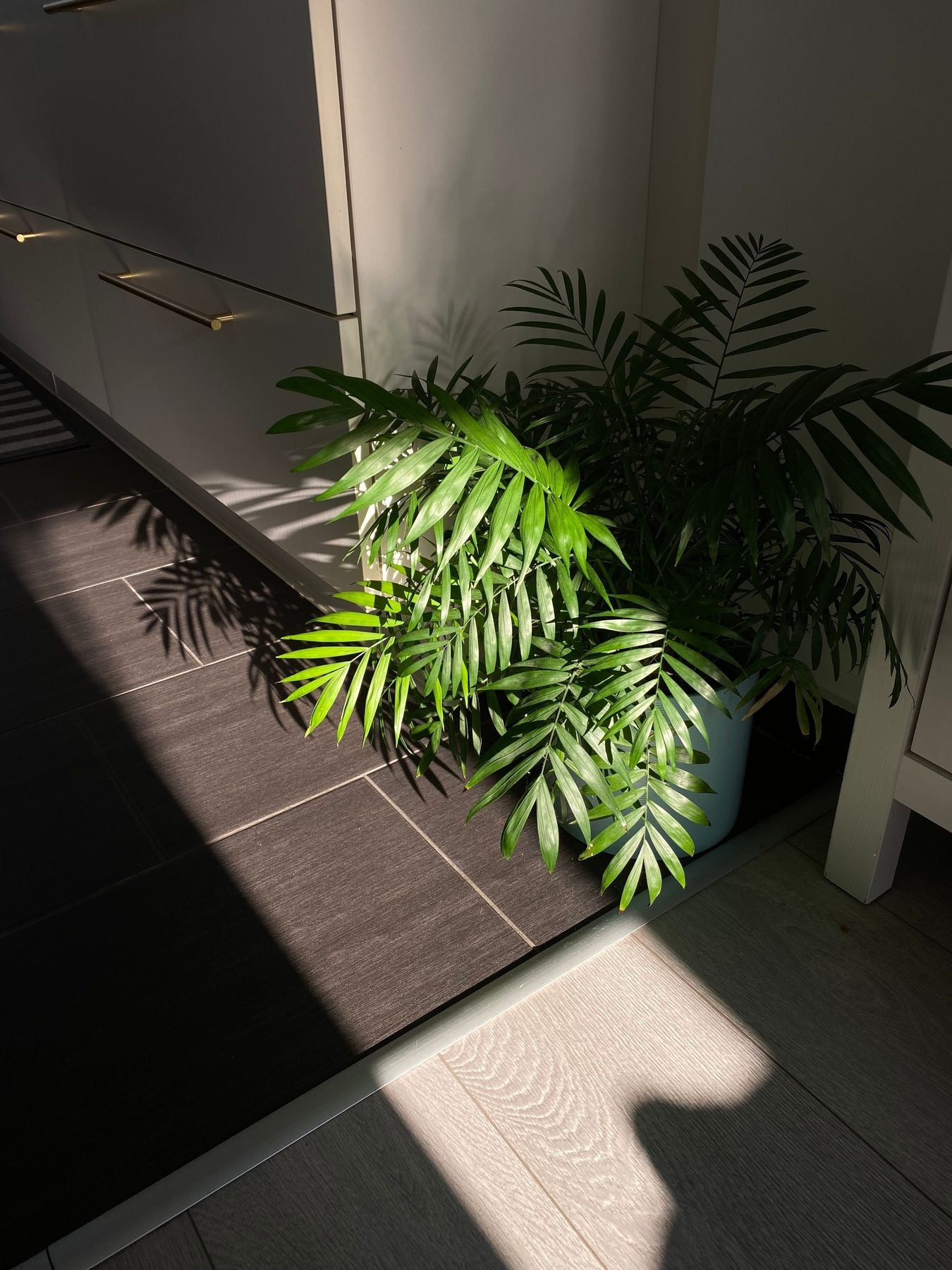 Parlor Palm