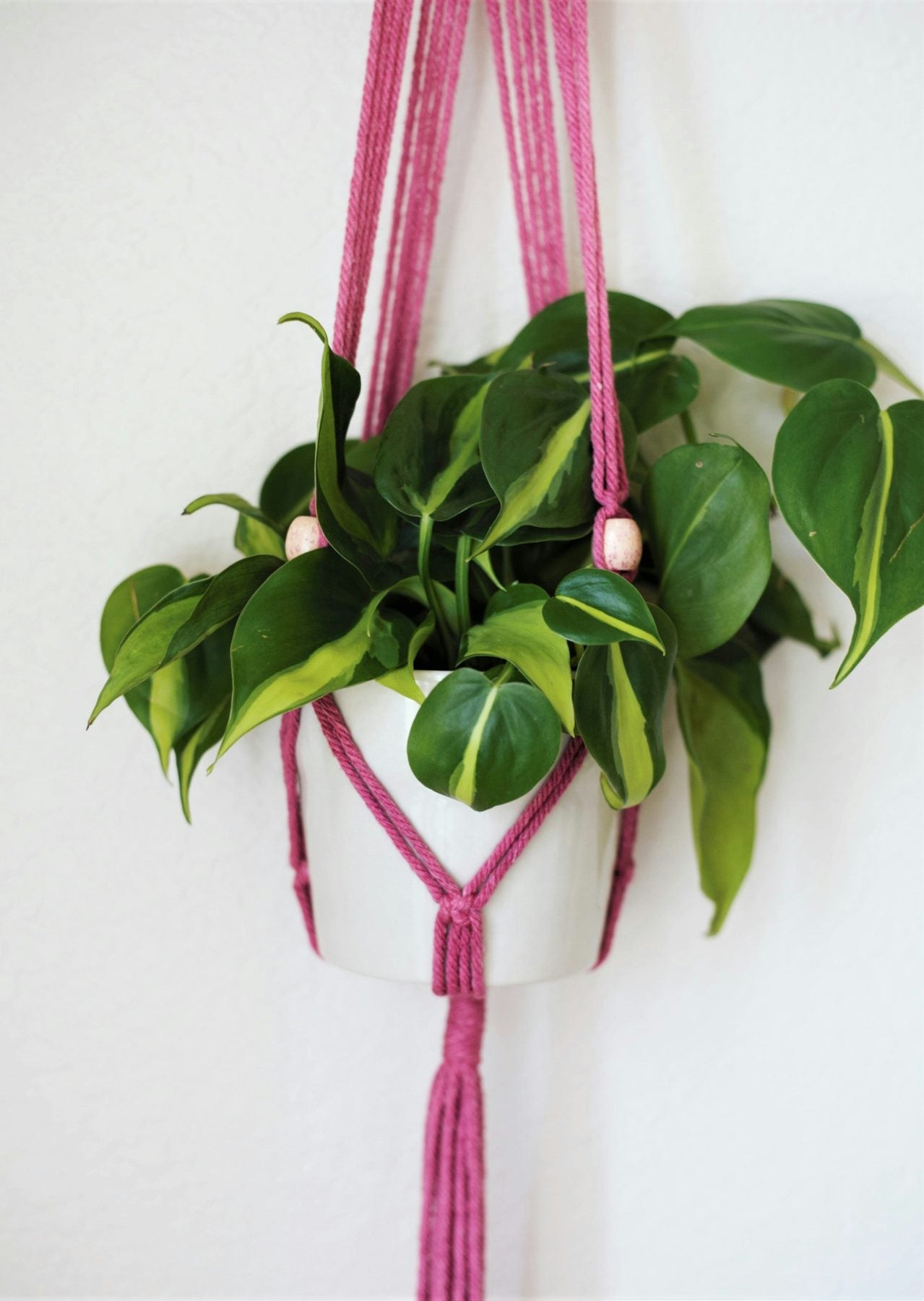 Brasil Philodendron