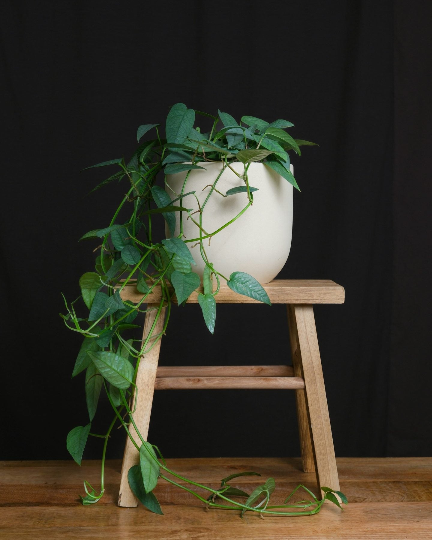 Cebu Blue Pothos