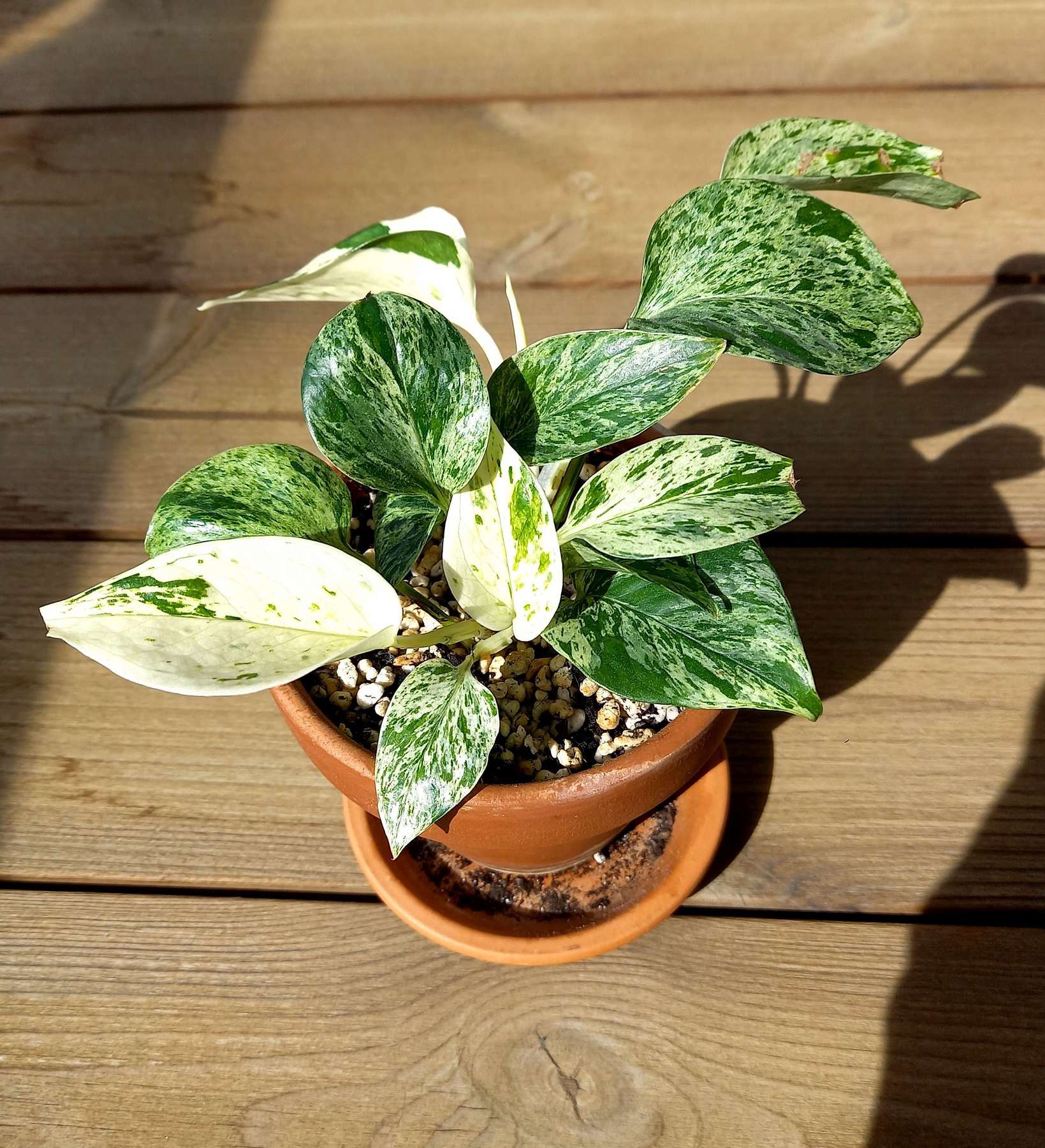 Marble Queen Pothos