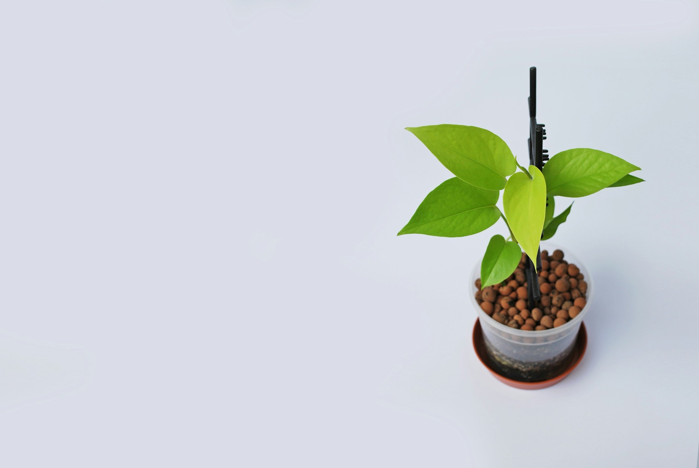 Neon Pothos