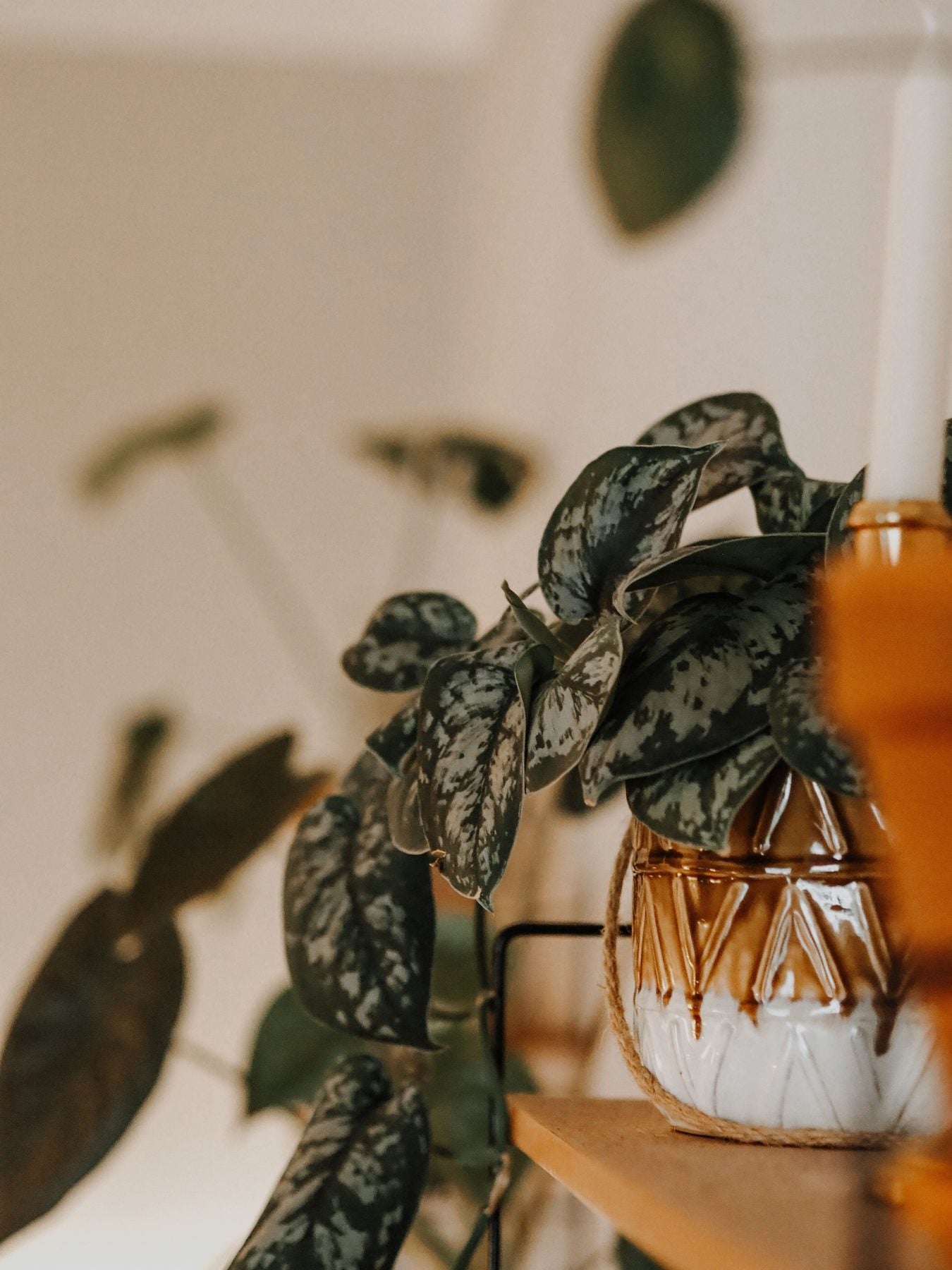 Satin Pothos