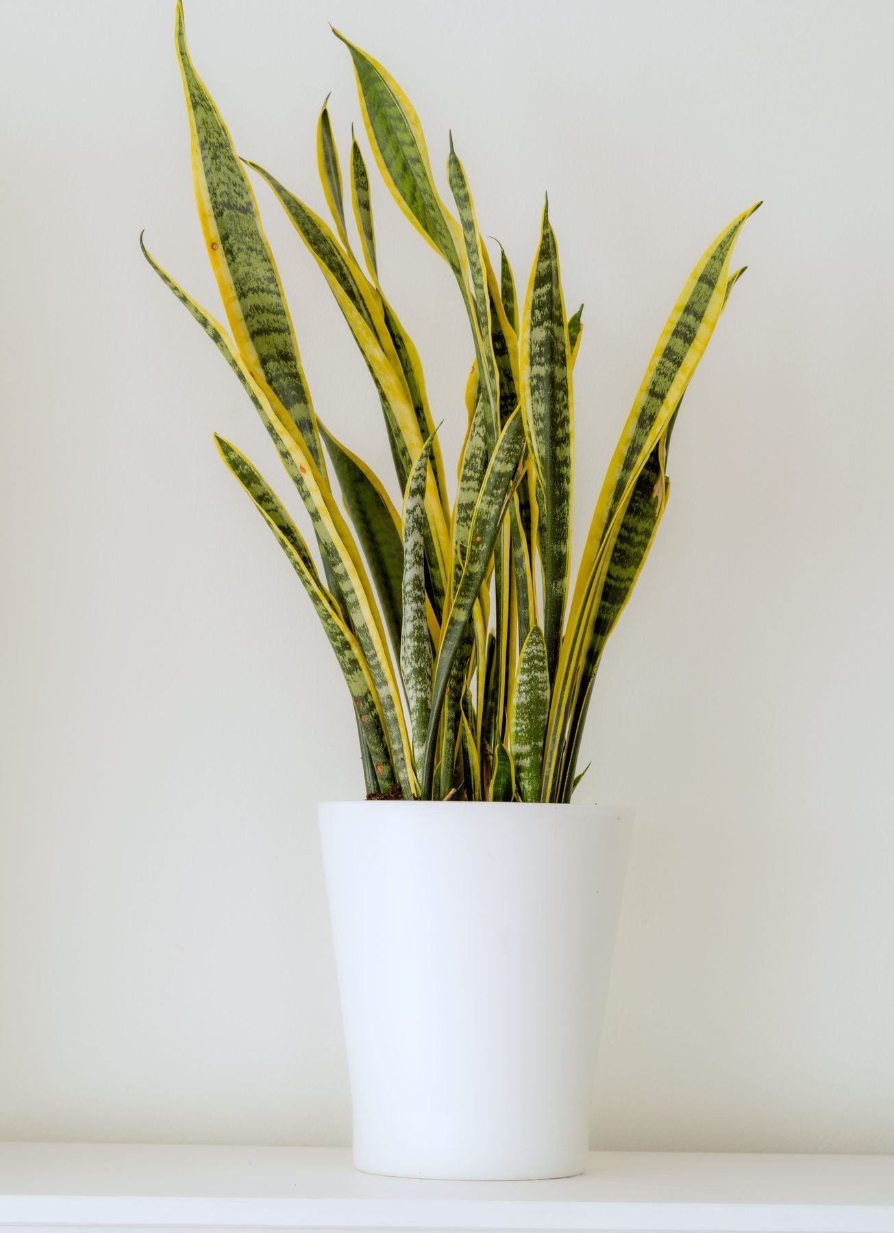 Laurentii Snake Plant