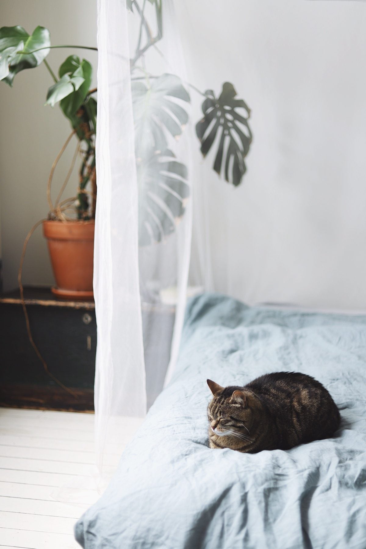 Are Monsteras Toxic to Cats and Dogs?