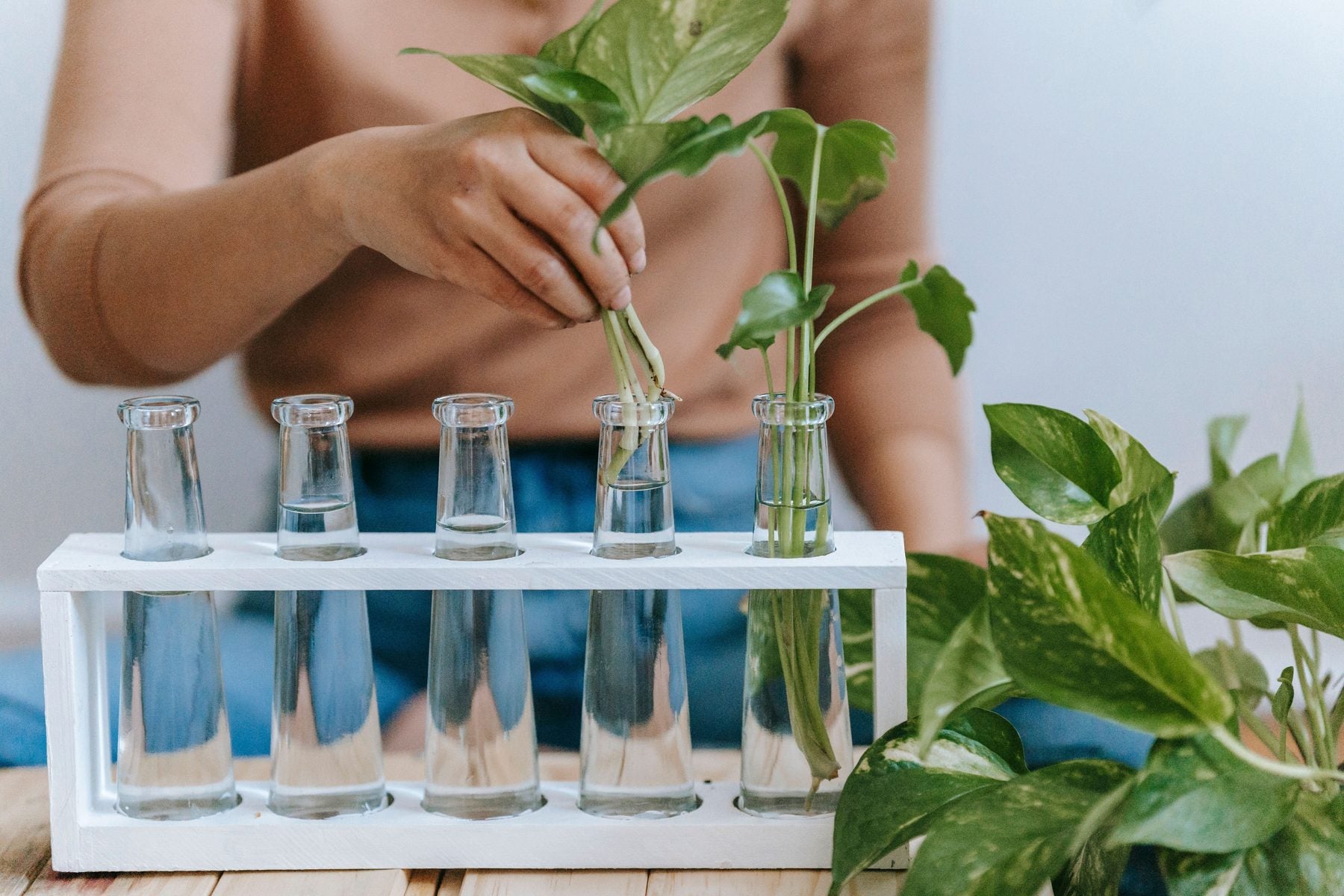 How to Propagate Pothos (Water and Soil, Step by Step)