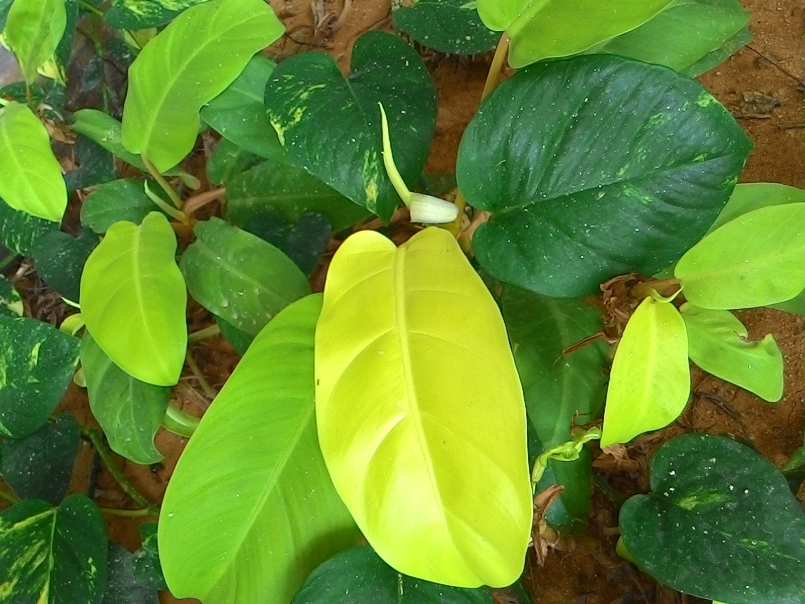 Pothos vs Philodendron: How to Tell the Difference (With Photos)