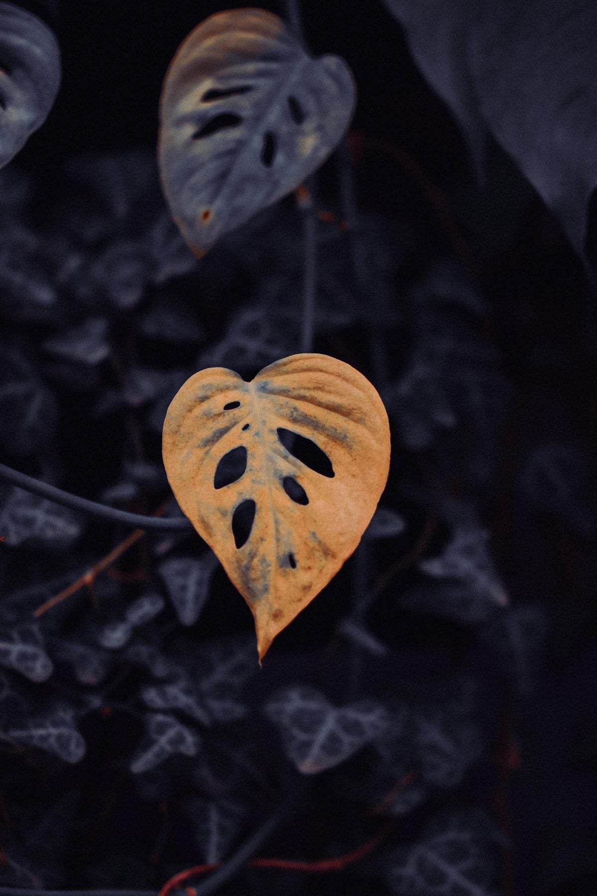Why Is My Monstera Dying? 7 Fixes for Yellow Leaves, Root Rot & Drooping