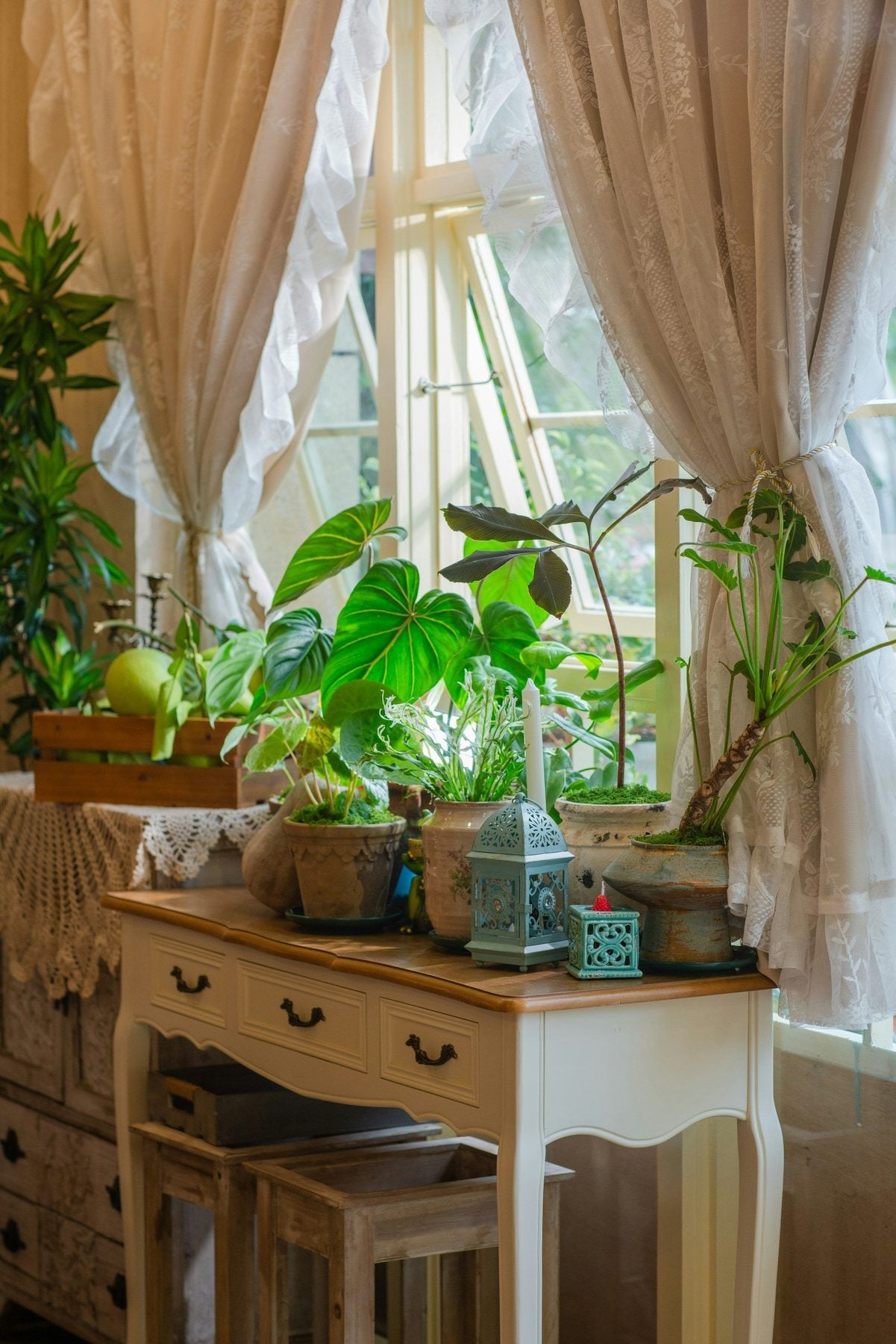 Collection of potted houseplants near window light