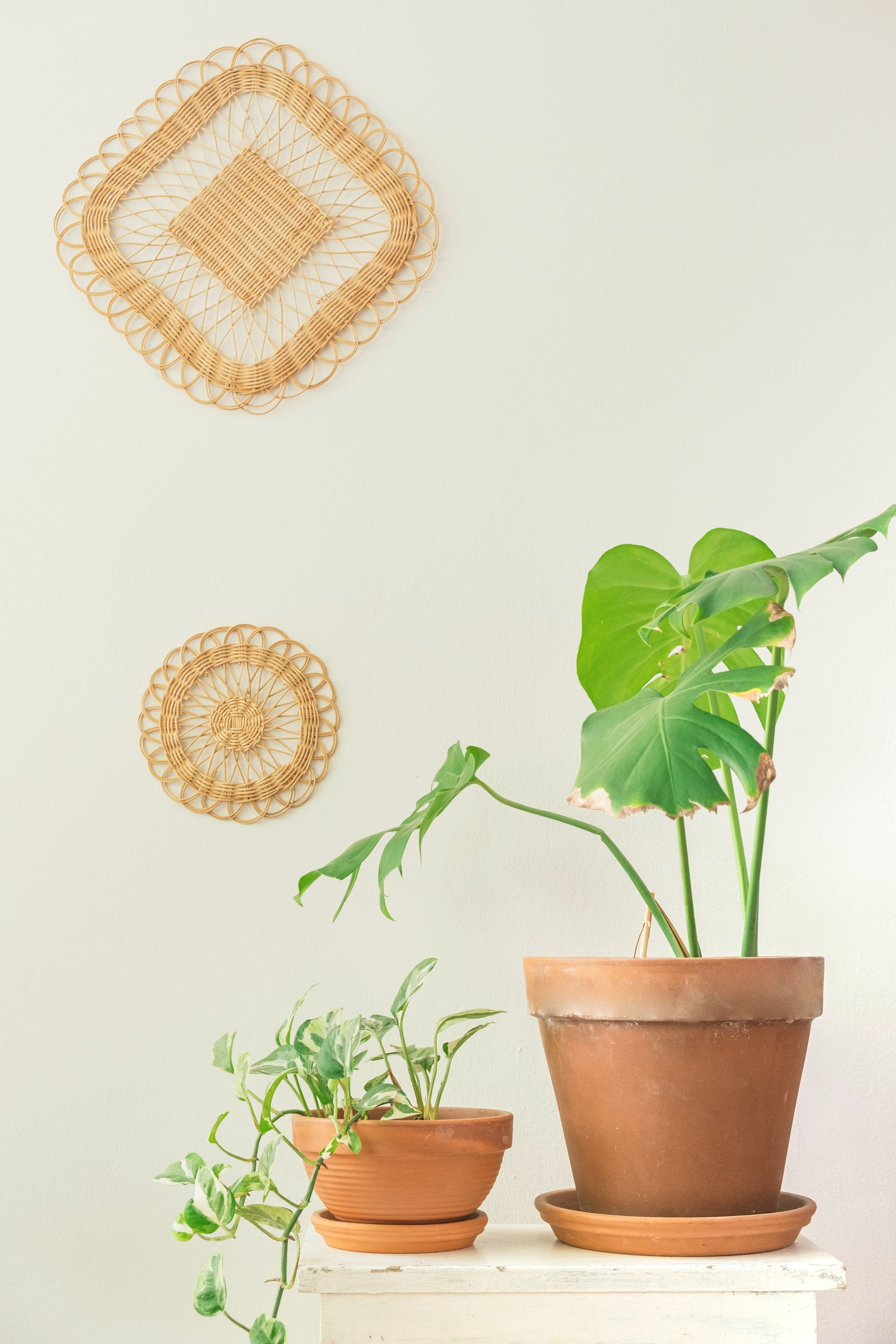 Epipremnum aureum potted pothos on clean background